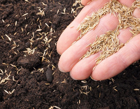 Best Lawn Seeding services in Southbury CT