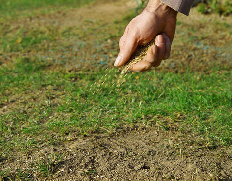 Best SOD Services in Easton CT
