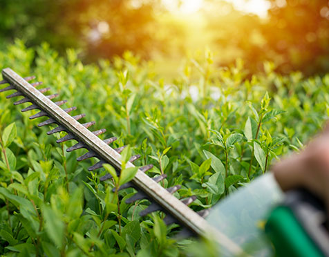 Best Tree Trimming Company in Fort Lauderdale FL