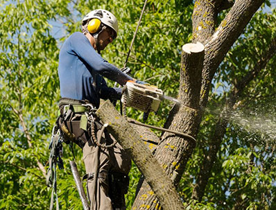 Top Tree Trimming Company